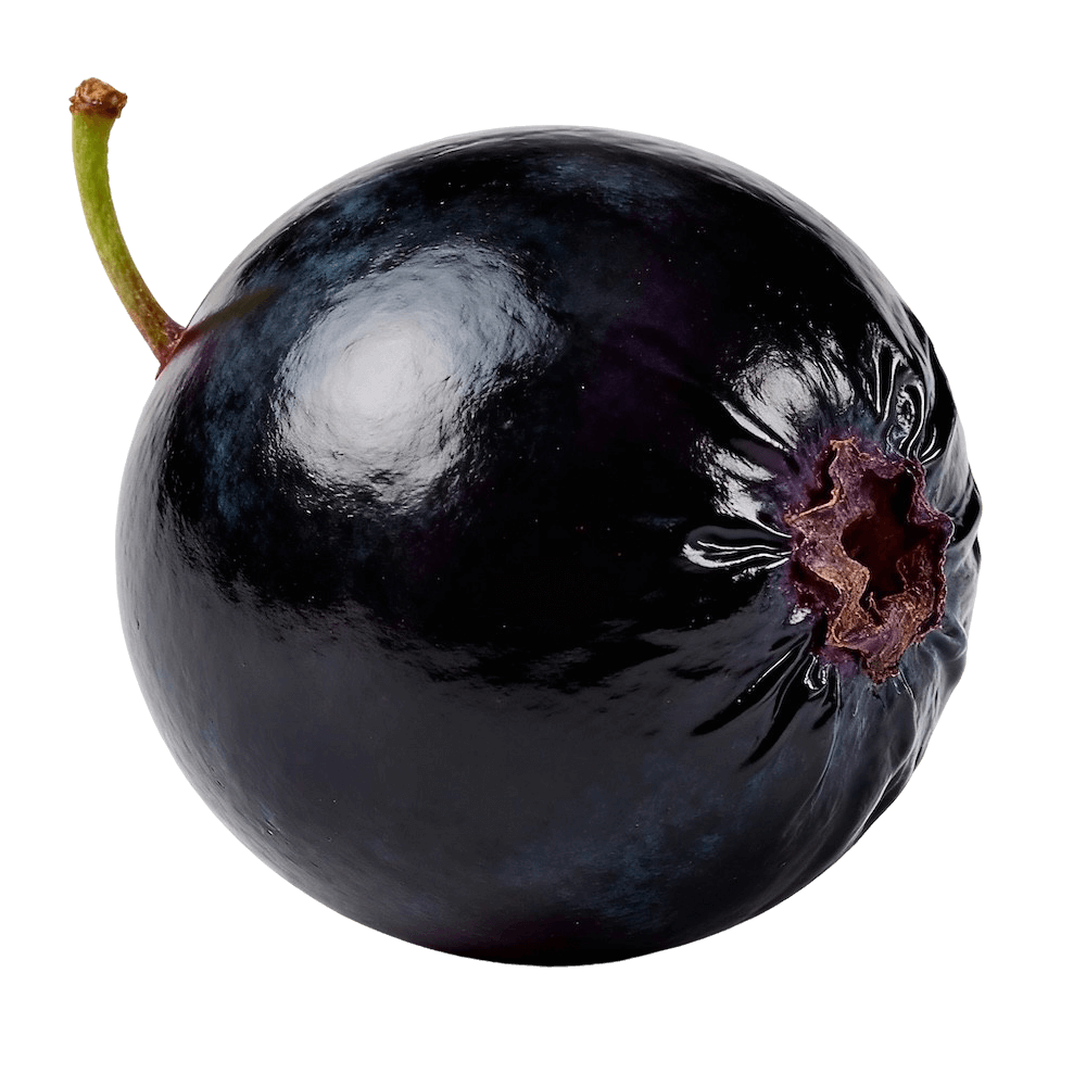 Black currant