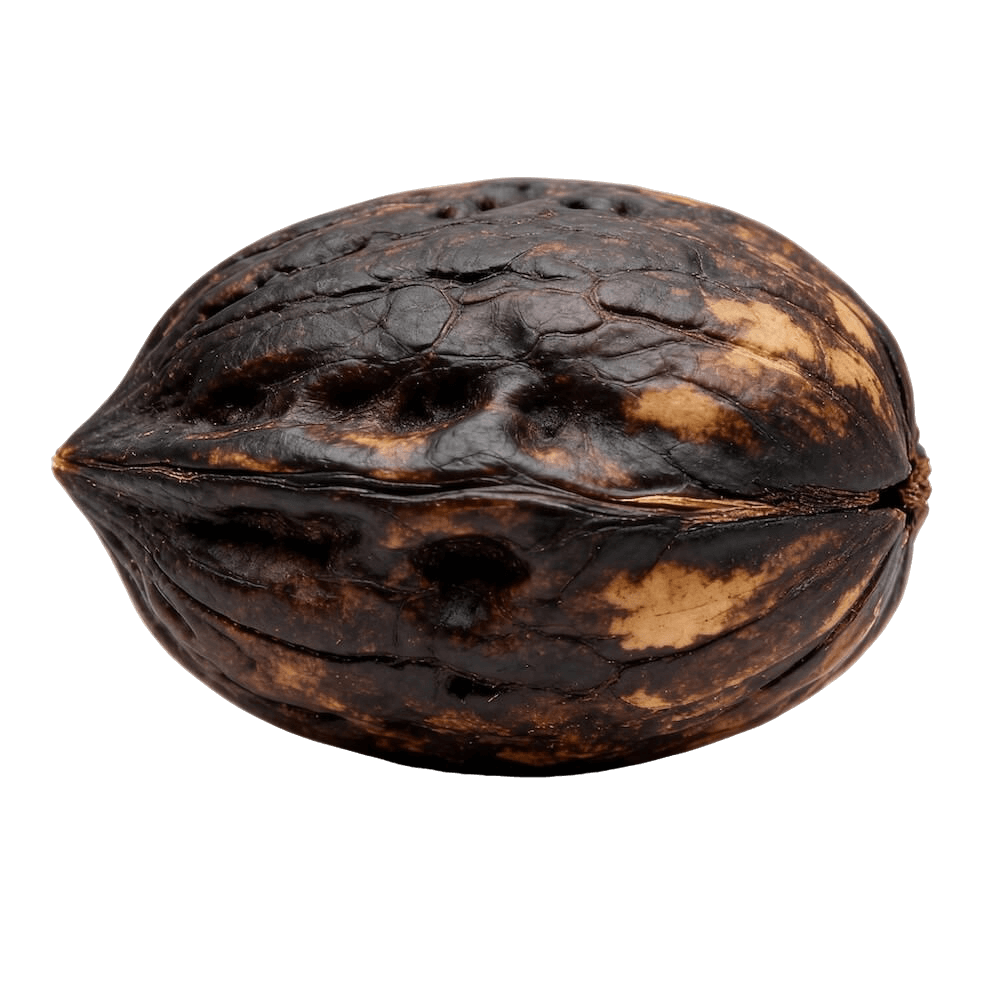 Black Walnut (Raw/Dried, Unsalted)