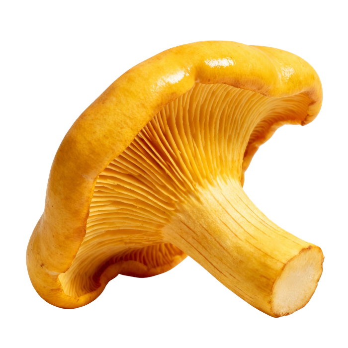 Chanterelle (Raw)