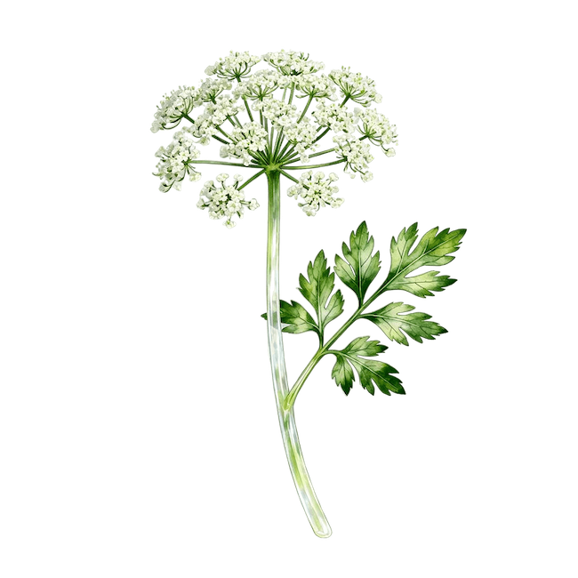 Chervil (Fresh, Raw)