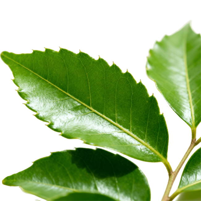 Curry Leaf (Fresh, Raw)
