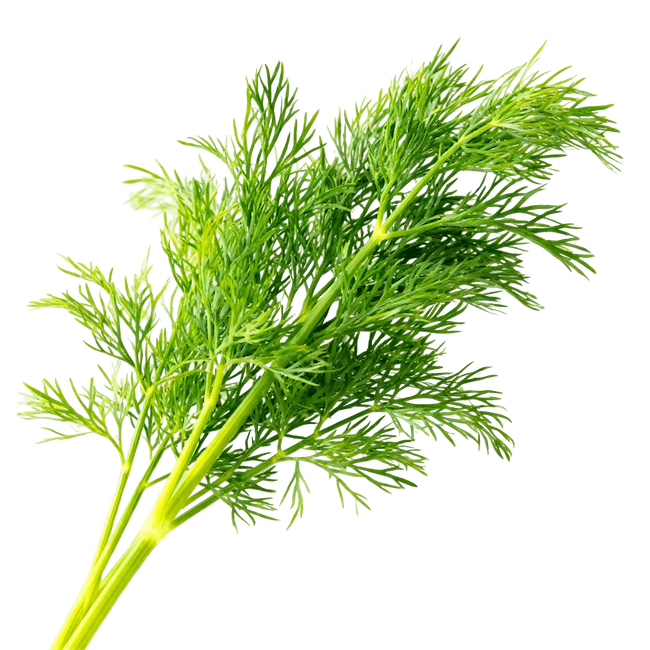 Dill Weed (Fresh)