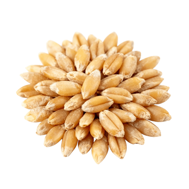 Durum Wheat Berries (Cooked)