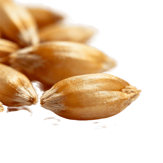 Einkorn (Cooked)