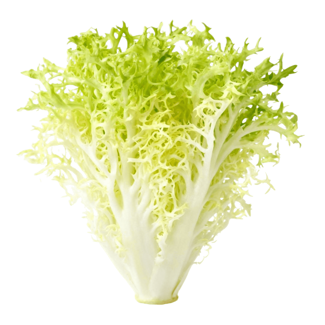 Endive (Curly Endive / Frisée)