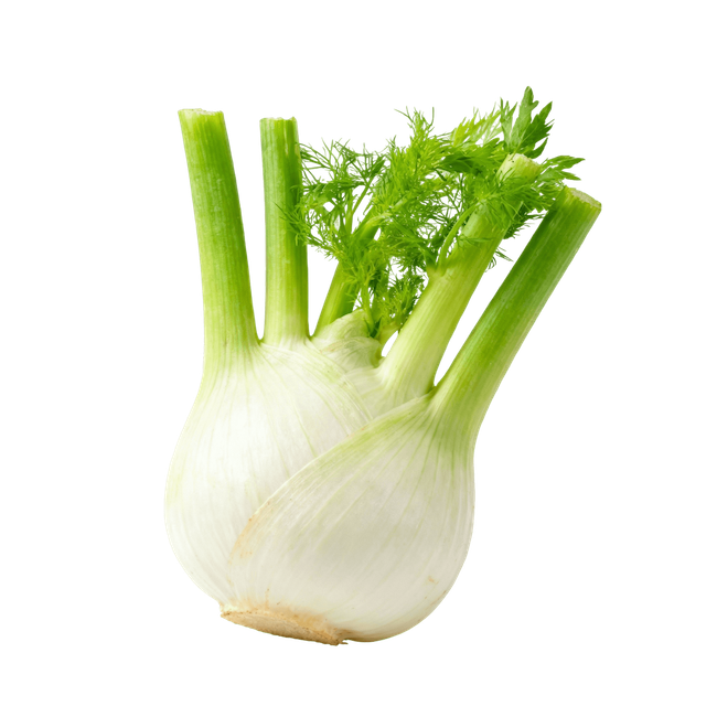 Fennel Bulb