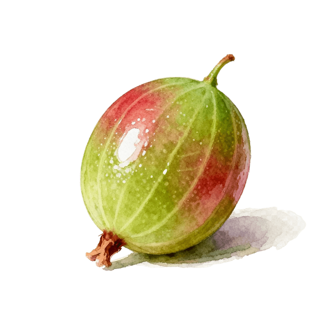 Gooseberry