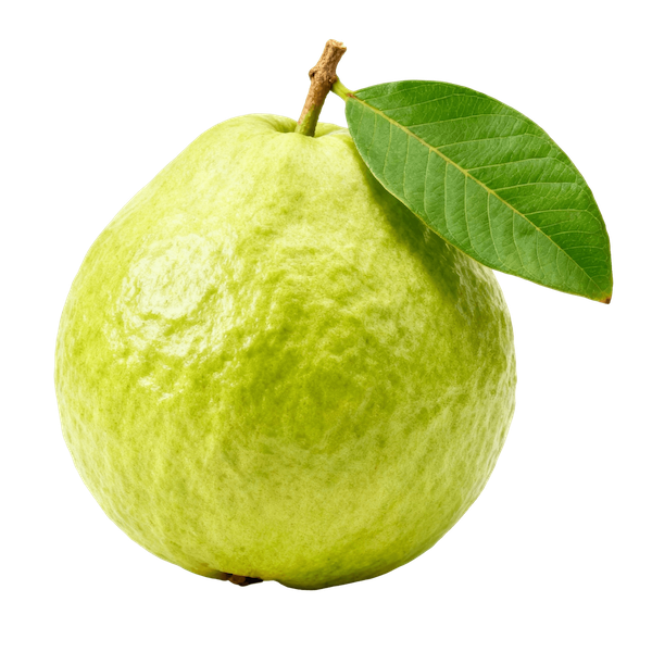 Guava (common)