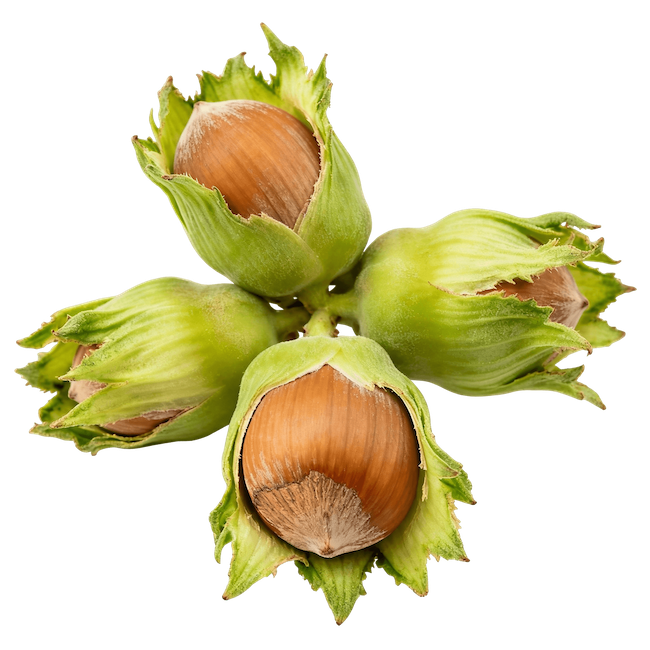 Hazelnut / Filbert (Raw, Unroasted, Unsalted)