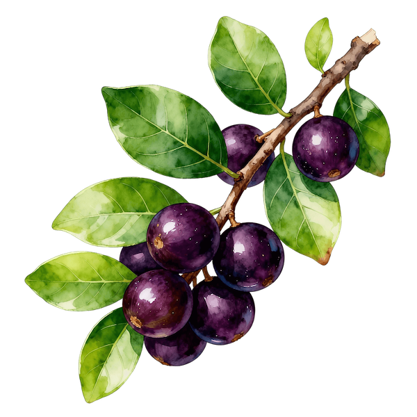 Jabuticaba