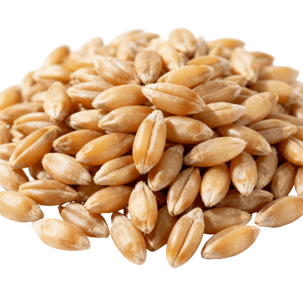 Kamut / Khorasan Wheat (Cooked)