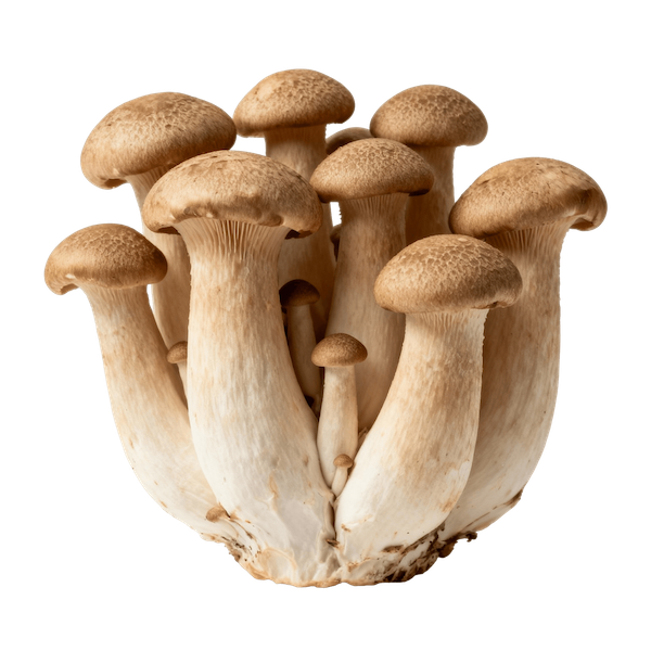King Oyster / King Trumpet (Raw)