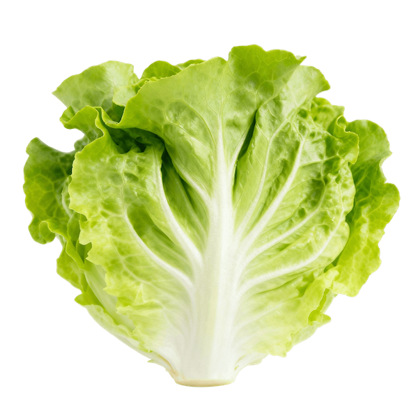Lettuce (Butterhead / Bibb)