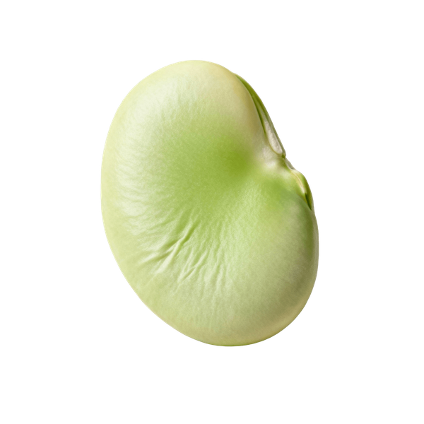 Lima Beans (Butter Beans, raw)