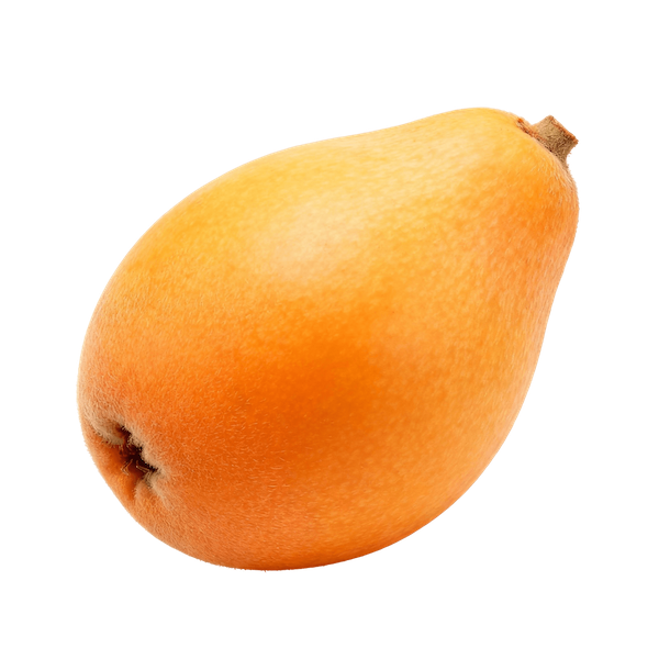 Loquat