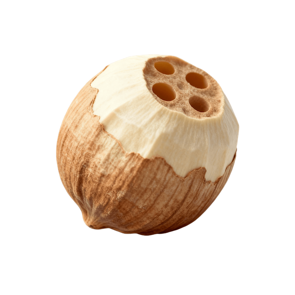 Lotus Seeds (Dried, Raw)