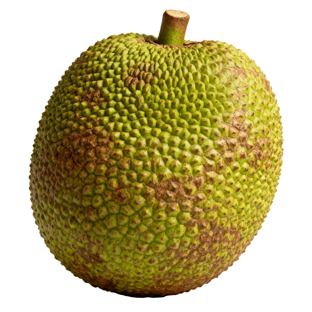 Breadfruit