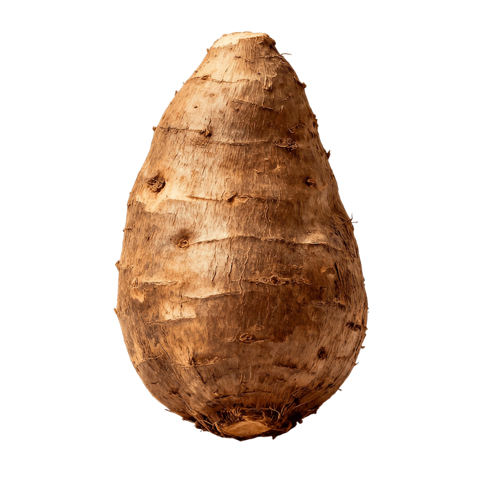 Cassava (Yuca / Manioc)