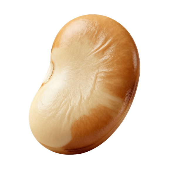 Lupini (Lupin) Beans, Cooked (Boiled, No Salt)