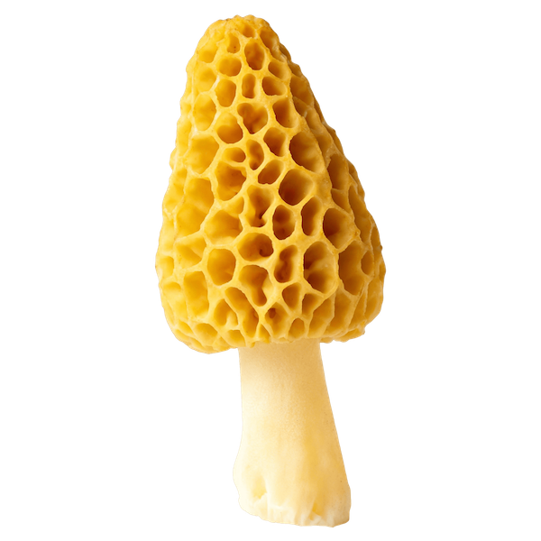 Morel (Raw)