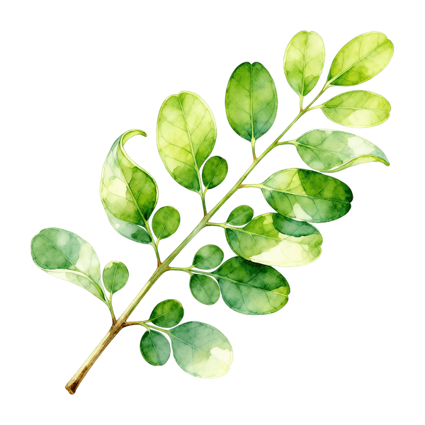 Moringa Leaves (Drumstick Tree Leaves)