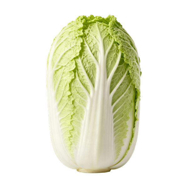 Napa Cabbage (Chinese Cabbage)