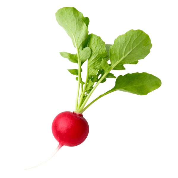 Radish