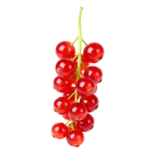 Red currant