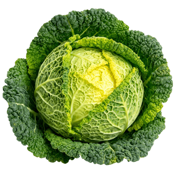 Savoy Cabbage