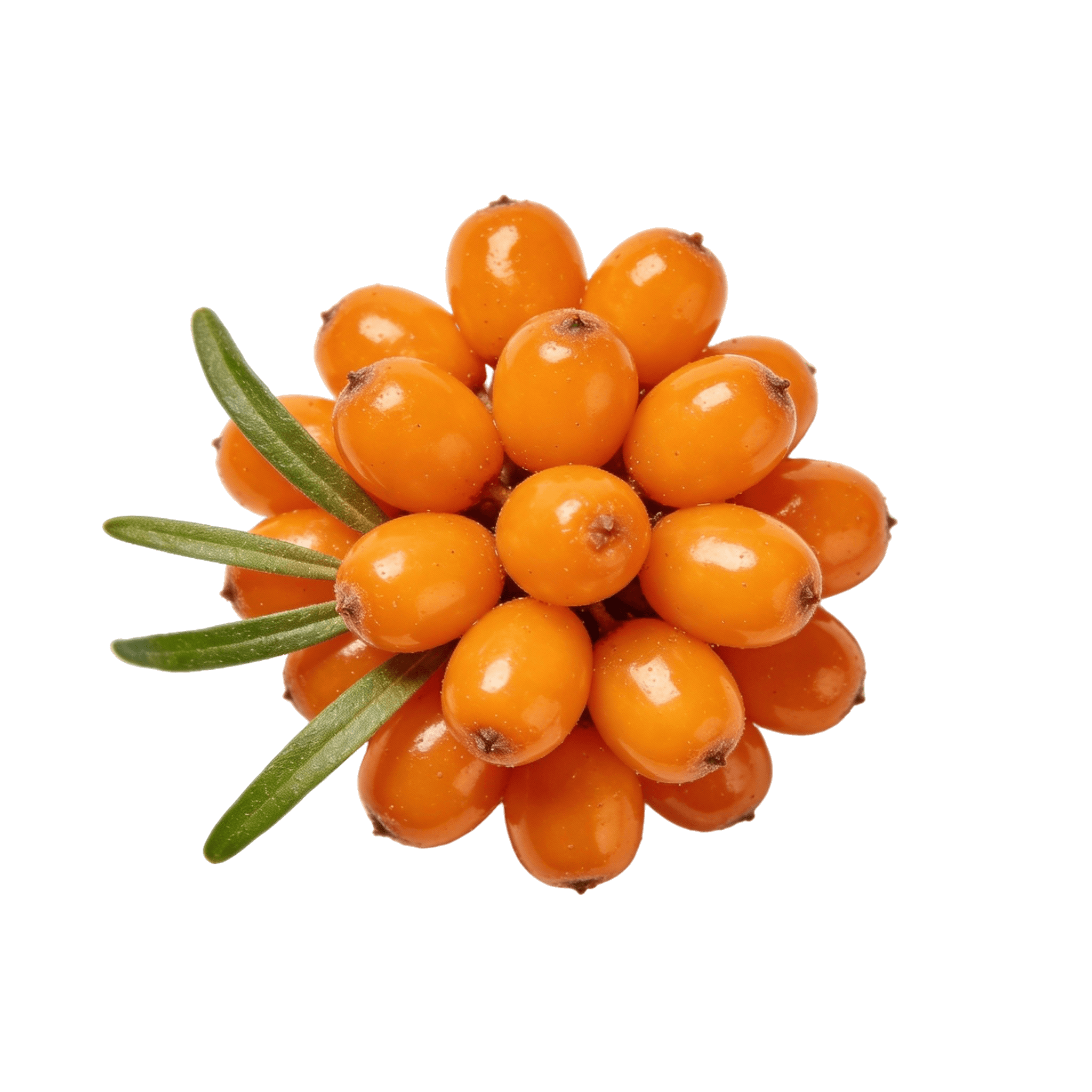 Sea buckthorn