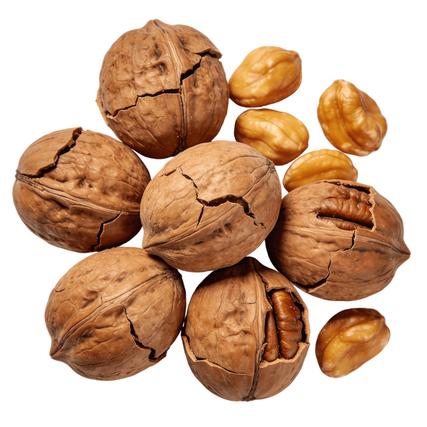 Shagbark Hickory Nut (Raw/Dried, Unsalted)