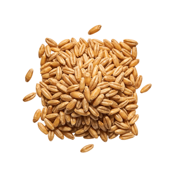 Spelt (Cooked)