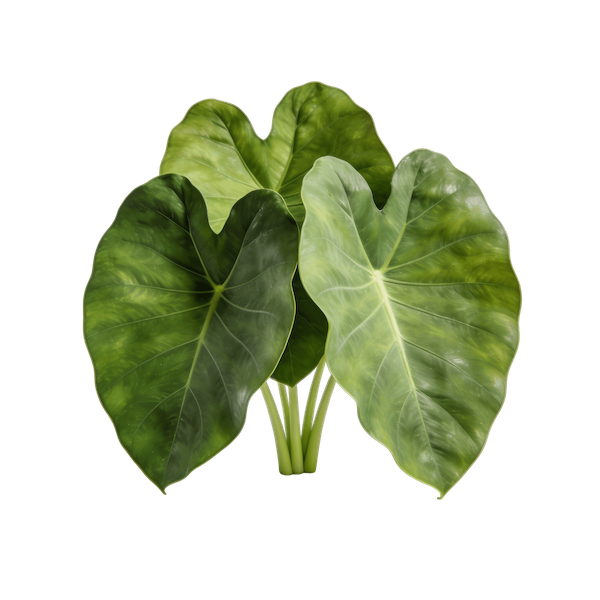 Taro Leaves (Callaloo / Dasheen Leaves)