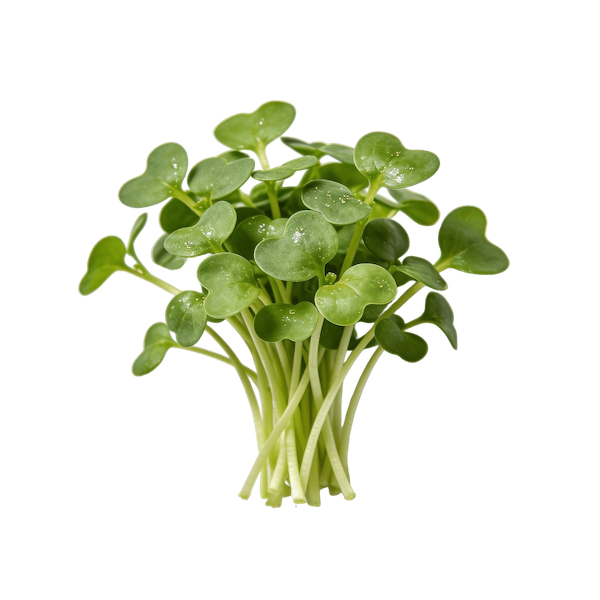 Watercress