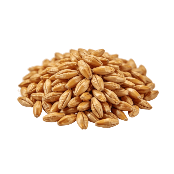 Wheat Berries (Hard Red Winter, Cooked)