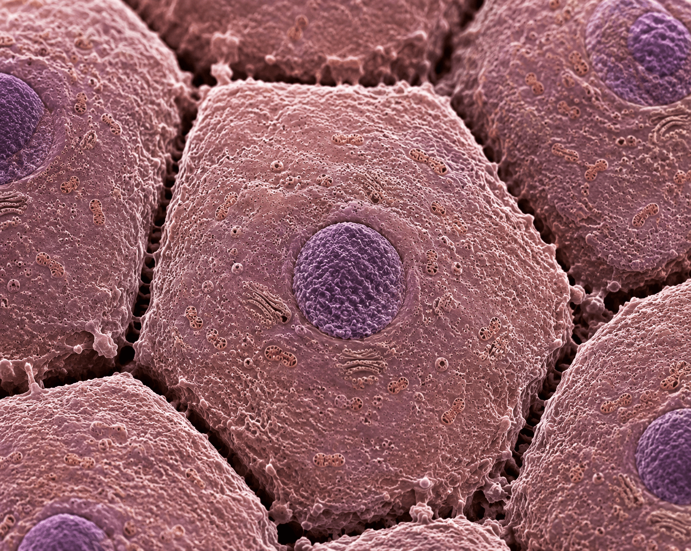 Hepatocyte