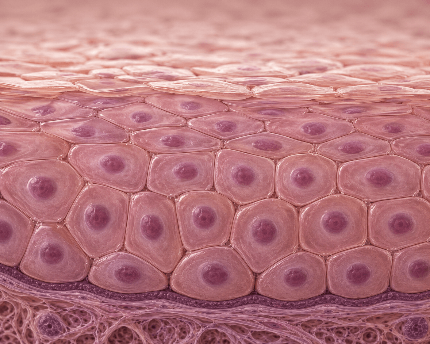Keratinocyte