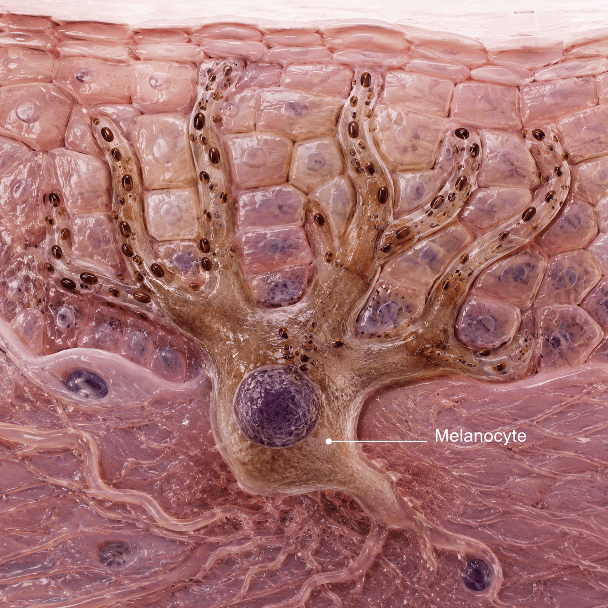 Melanocyte