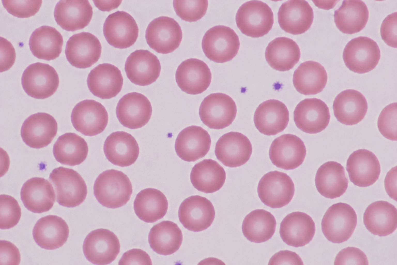 Red Blood Cell